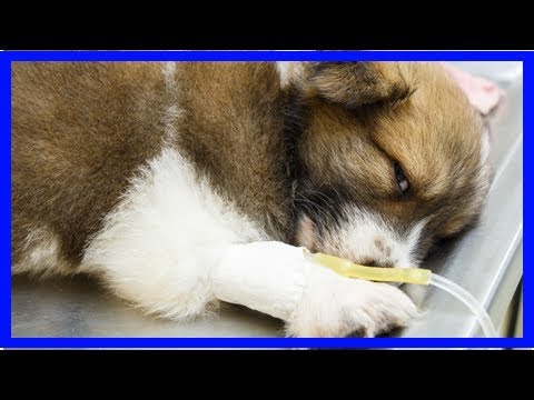 Video: Anzeichen Einer Hundekrankheit