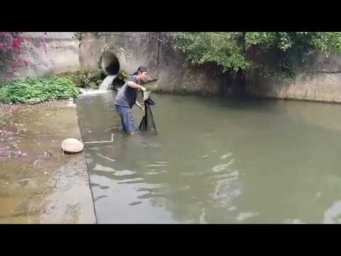 Tki menjala ikan di sungai Taiwan - YouTube