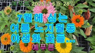 25년6월28일 7월 노지월동 야생화들 (썬시커 +1행사 )