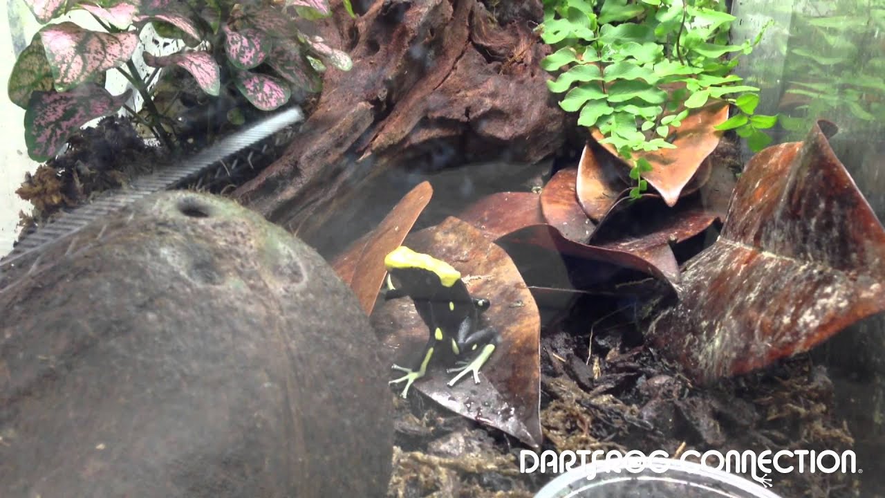 Dart Frog Connection's new collection in quarantine stage YouTube