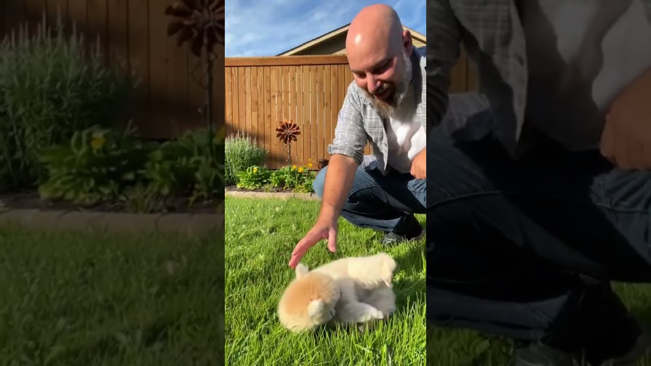 This Mini Alpaca Is Basically a Rolling Fluff Ball