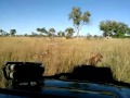 15 wild dogs Vs 1spotted hyena in the okavango delta