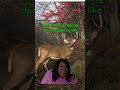 Every hunter understands this #deer #hunting #deerhunting #deerseason #whitetail