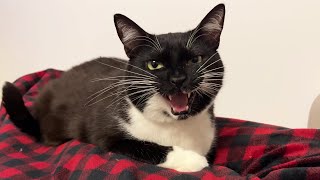 'I knead and squeak before loafing'