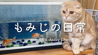 GW返上で金魚の看病にいそしむスコティッシュフォールドのもみじ（nursing goldfish） by もみじの日常Momiji's daily life 76 views 1 day ago 4 minutes, 40 seconds