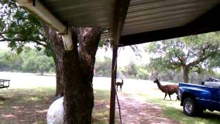 Baby Lorenzo Llama