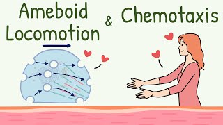 Ameboid Movement of the Cell || Chemotaxis || Ameboid Locomotion Animation || Chemotactic Substance