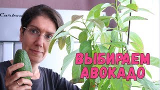 КАК ПРАВИЛЬНО ВЫБРАТЬ АВОКАДО | АВОКАДО - ДОЗРЕВАНИЕ В ДОМАШНИХ УСЛОВИЯХ | СОВЕТ ОТ ИРЫ МАЛЫШЕВОЙ