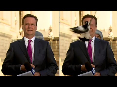 Bird Swoops Into Reporter’s Face Just Before Going Live