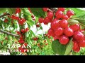 Japan Cherry Fruit
