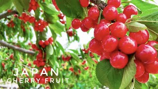 Japan Cherry Fruit