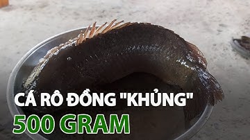 Người dân câu được cá rô đồng “khủng”| VTC14