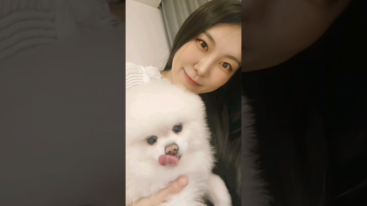 친구 강아지 쿠키 포메라니안 #포메라니안 #pomeranian