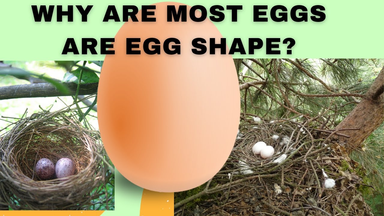 why-eggs-are-egg-shape-science-facts-youtube