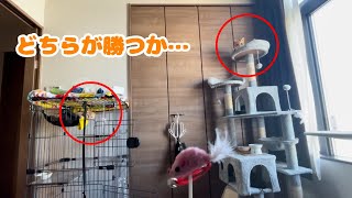 寝ている子猫の反応速度を検証した結果… by もぐらいふ 769 views 1 month ago 3 minutes, 44 seconds