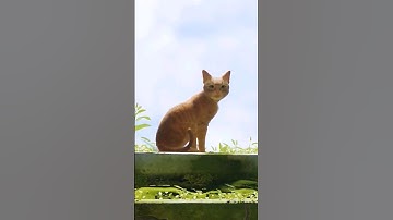 Cutest Game I have ever played... #shorts #youtubeshorts #stray #straycat