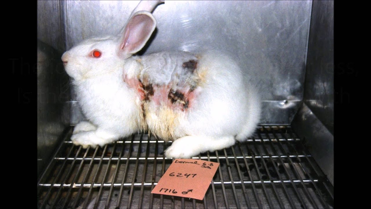 Stop Animal Testing PSA