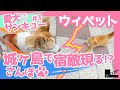 【ウィペット】サンキュー散歩~城ヶ島編 宿敵猫ちゃん現る!?