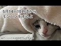 【第21回生配信】モンハンをするよ【佐々木琴子】