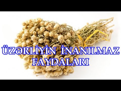 Üzərlik otunun faydaları - Üzərliyin möcüzəvi faydaları