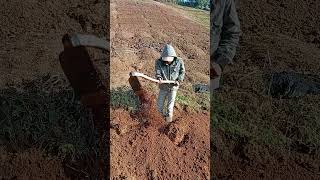 Arie sobat macul #farming #pertanian