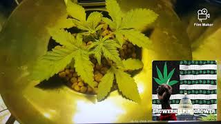 Seed to harvest Blackberry Autoflower