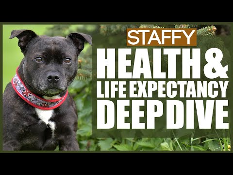 Video: Staffordshire Bull Terrier Hunderase Allergivennlig, Helse Og Levetid