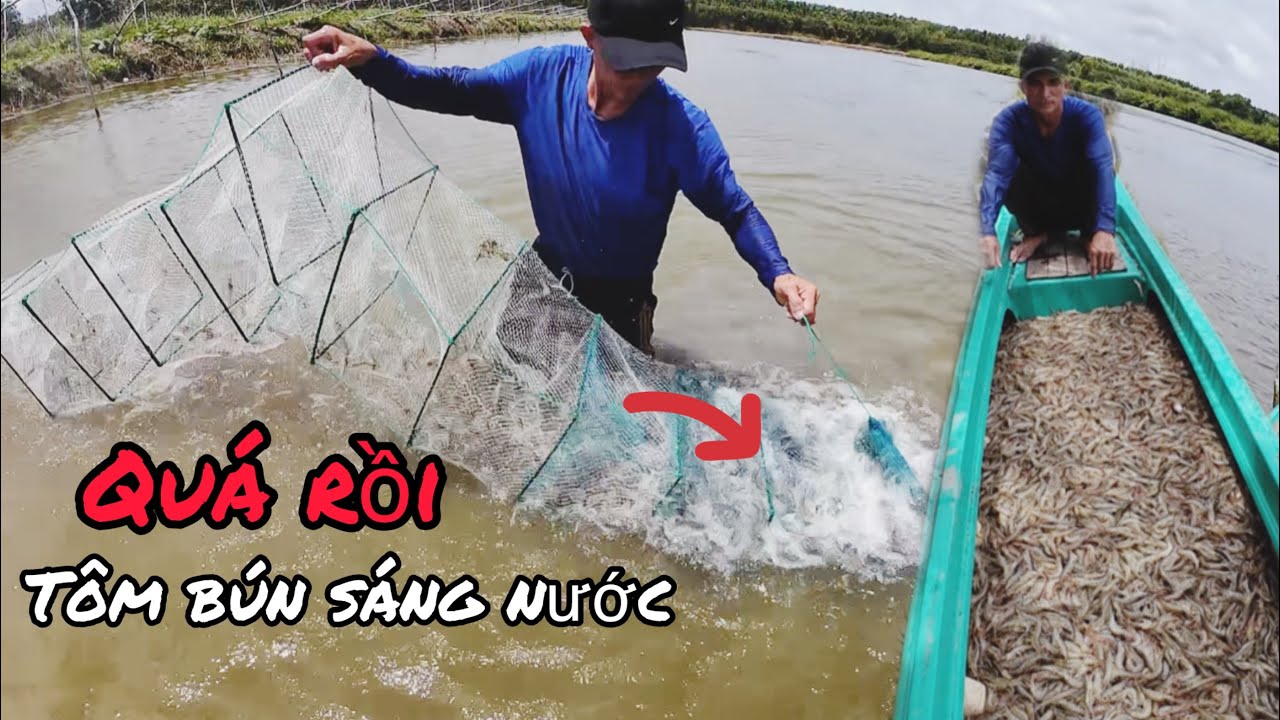 Phần 2 : tiếp tục đỗ lú tôm, giác thứ hai được 180 ký tôm 🦐