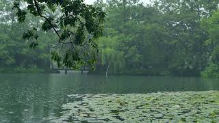 The beautiful little lake is raining(158) , sleep, relax, meditate, study, work, ASMR