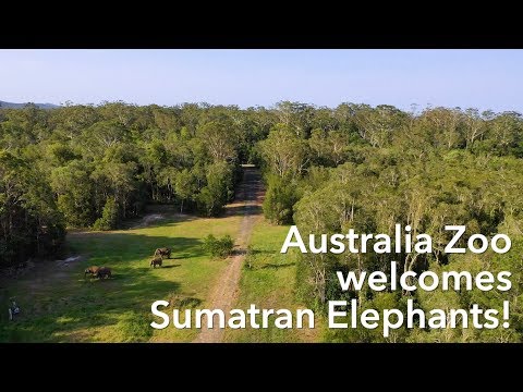 Video: Sumatran Barbus: Məzmunun Xüsusiyyətləri Və Tələbləri