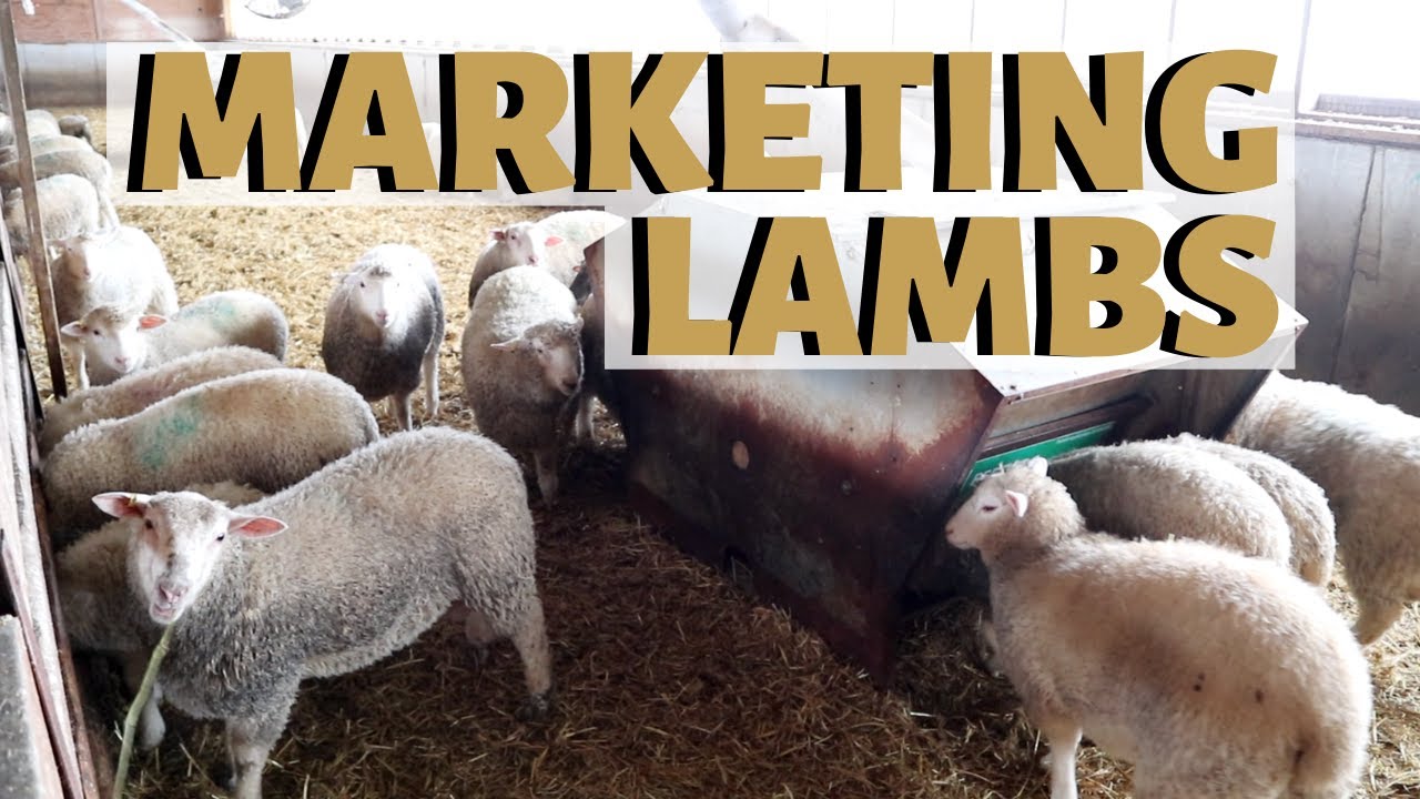 How Much Do Show Lambs Cost