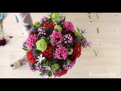 Video: Bouvardia (26 Foto's): Bloemenverzorging Thuis. Roze En Witte Varianten