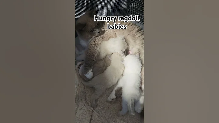 Watch the video about Mama ragdoll feeding babies #ragdoll #ragdollcats #cute #kitten #cutekitten #ragdollkitten