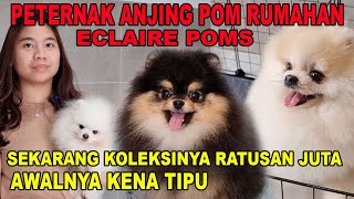 DULU KENA TIPU, SEKARANG KOLEKSI ANJING POM RATUSAN JUTA  ECLAIRE POMS SURABAYA