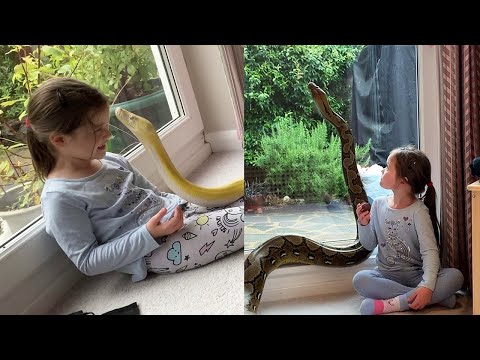 Little Girl Loves Playing With Giant Pet Pythons || WooGlobe