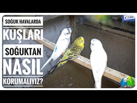 Video: Soğuk Havalarda Nasıl Sıcak Tutulur?