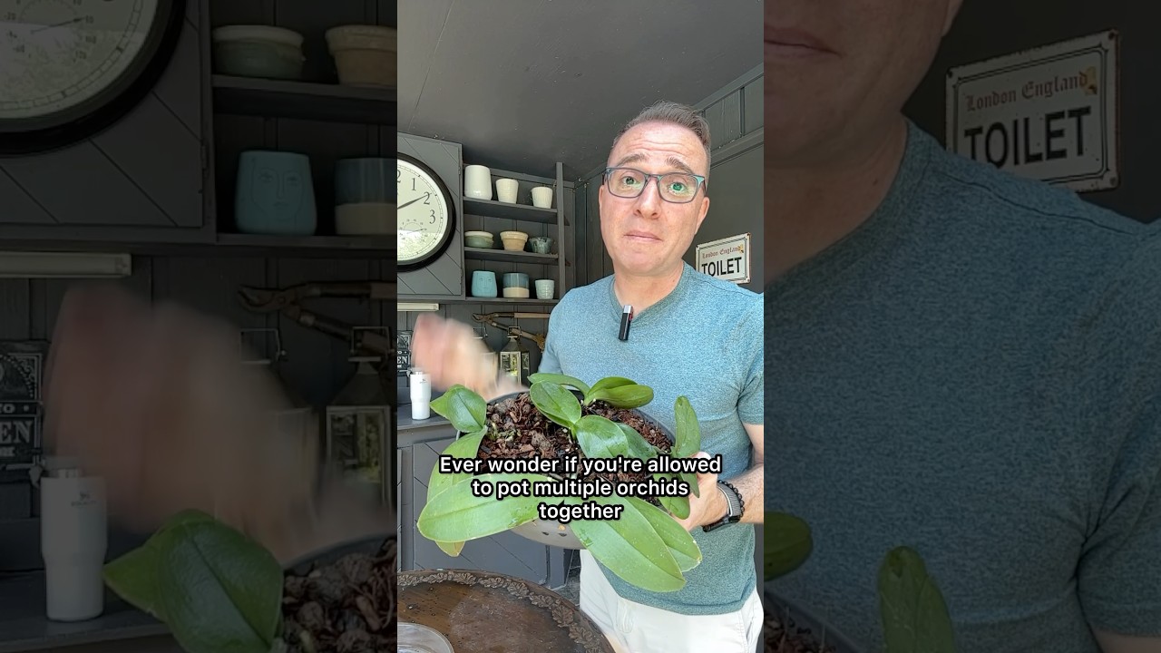 Ever wonder if you are allowed to put multiple orchids together in one pot?