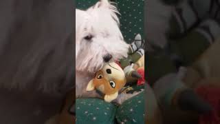 Fox Mcloud meets a new creature