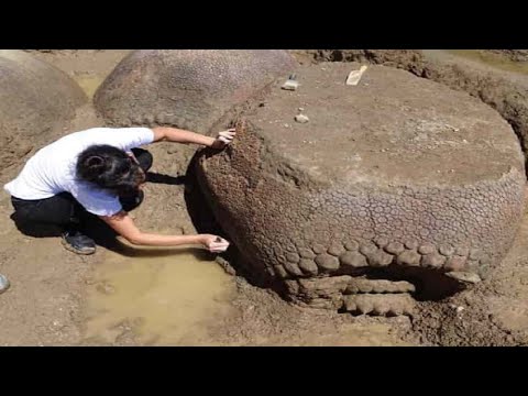 Ancient Armadillo The Size Of A Car Discovered By Farmer In Argentina