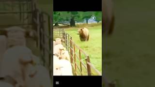 овчарка спасает свое стадо от нападения медведя#bear#dog#attack#wildlife