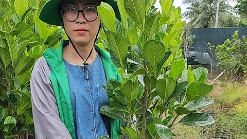 Mít ruột đỏ sơ vàng cây lỡ , rút ngắn thời gian ra trái  | Trung Tâm Cây Giống