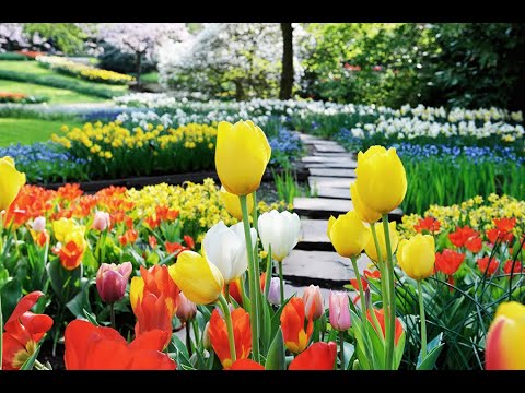 ⁣Journey to Floriade 2022 and the Waterways of Holland & Belgium with Dimensions in Travel