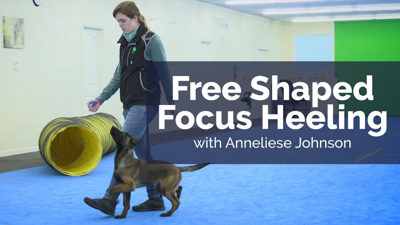 puppy paradise Free Shaped Heeling with Anneliese Johnson