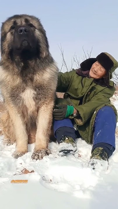 strongest caucasian shepherd dog wolf killer? #caucasianovcharka # ...