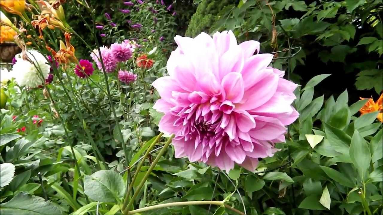 Dahlia Blooming in the Summer Garden