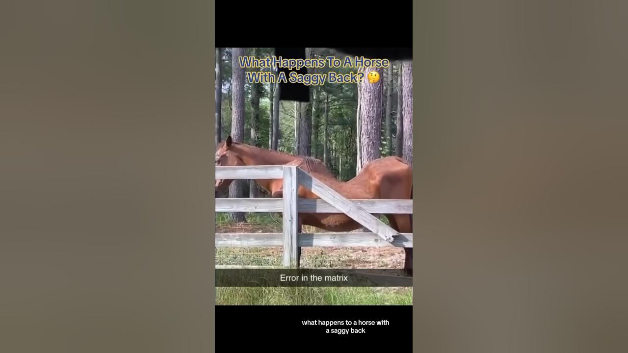 What Happens To A Horse With A Saggy Back? interesting YouTube