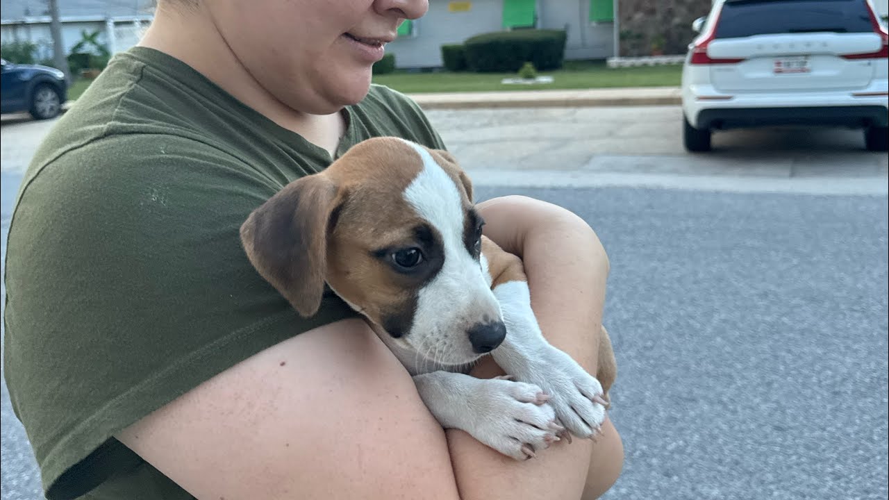 a prayer for a puppy (cut/edit?)