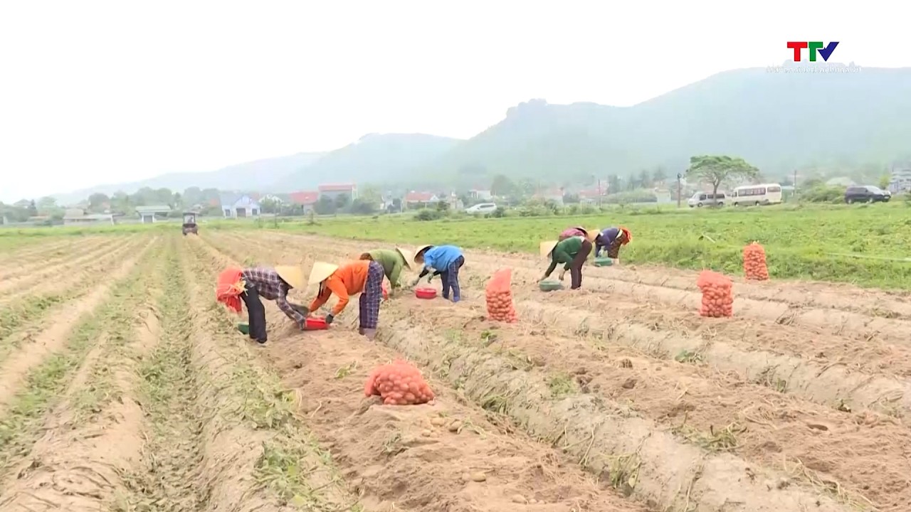 Mở rộng liên kết cây khoai tây vụ Đông Xuân, nâng cao giá trị sản xuất| NSTH