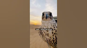 قصيده بدويه لاتوصي الطيب على موكف الطيب 