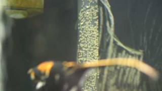 Angelfish hatch day two